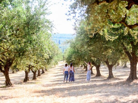 Experiences Kalamata | Agrotourism & Outdoor Activites