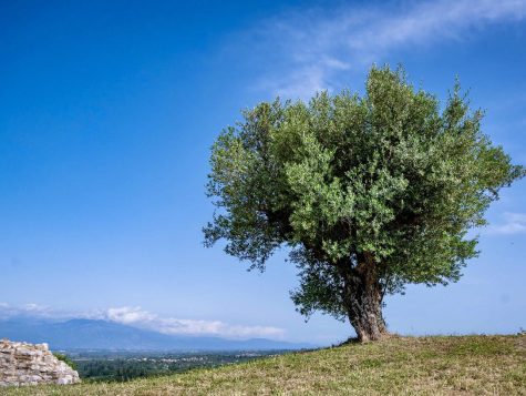 Experiences Kalamata | Agrotourism & Outdoor Activites