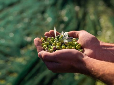 Experiences Kalamata | Agrotourism & Outdoor Activites