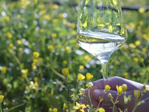 Experiences Kalamata | Agrotourism & Outdoor Activites